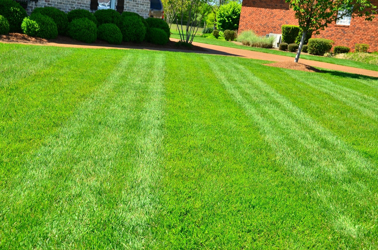 green lawn